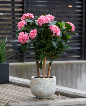 L'Hortensia Artificiel UV 85 cm rose, aux tiges multiples avec des bouquets de fleurs d'hortensia rose vif et des feuilles vertes, est placé à l'extérieur sur une surface en bois à proximité d'une clôture moderne.