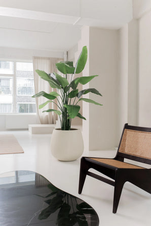 La plante artificielle Strelitzia Real Touch Deluxe 180 cm se dresse sur un sol blanc dans un salon clair et minimaliste avec des murs blancs, des fenêtres transparentes et une chaise en bois sombre avec une assise et un dossier tressés.