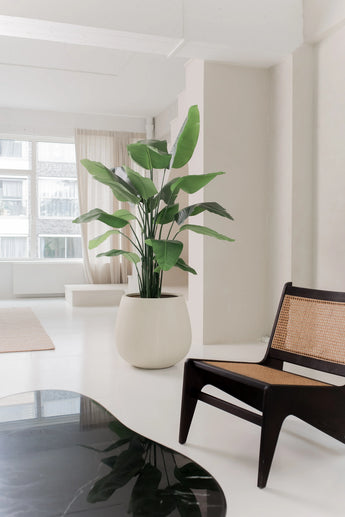 La plante artificielle Strelitzia Real Touch Deluxe 180 cm se dresse sur un sol blanc dans un salon clair et minimaliste avec des murs blancs, des fenêtres transparentes et une chaise en bois sombre avec une assise et un dossier tressés.