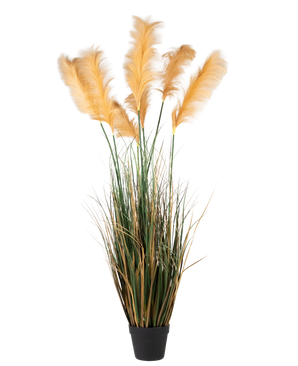 Une herbe de pampa artificielle de 200 cm, une plante ignifuge avec de longues feuilles vertes et de hautes plumes dorées clair, représentée sur un fond blanc uni.