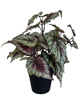 La plante artificielle Bégonia en pot de 25 cm a de grandes feuilles dentelées dans des tons vert, blanc et rouge foncé, magnifiques sur un fond blanc uni.