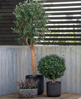 Trois plantes en pot sont placées à l'extérieur : un olivier artificiel UV 155 cm au tronc élancé, un arbuste rond et un petit pot de bruyère violette, le tout adossé à un mur en béton et une clôture en lattes de bois.