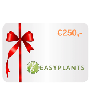 Carte Cadeau Digitale