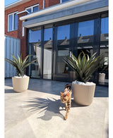 Un chat tigré brun-noir se promène sur une terrasse ensoleillée avec deux plantes artificielles en pot Agava Pandora UV 85 cm, devant des portes vitrées qui reflètent les maisons et le ciel.