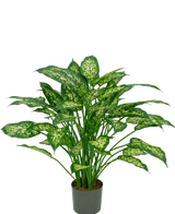 Une plante artificielle Dieffenbachia de 75 cm avec des feuilles vertes luxuriantes, décorées de marques jaune-vert pâle, représentées sur un fond blanc uni.