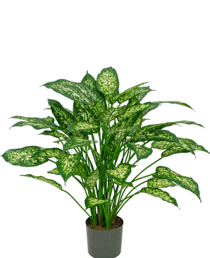Une plante artificielle Dieffenbachia de 75 cm avec des feuilles vertes luxuriantes, décorées de marques jaune-vert pâle, représentées sur un fond blanc uni.