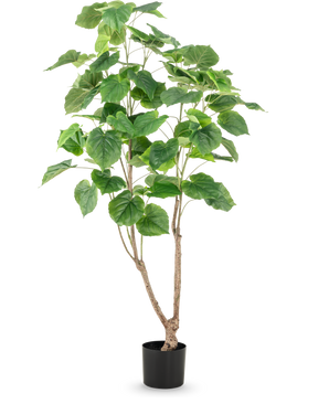 La plante artificielle Ficus 150 cm possède de multiples tiges fines brunes et de grandes feuilles vertes larges, présentées dans un pot haut sur un fond blanc uni.