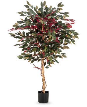 La plante artificielle Ficus vert/rouge 150 cm a un tronc torsadé marron clair, des feuilles vertes et bordeaux et est livrée dans un pot noir - idéale comme plante d'intérieur frappante sur un fond blanc.