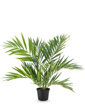 Le palmier artificiel Parlor UV 60 cm a des feuilles longues et étroites sur plusieurs tiges dans un simple pot noir, sur un fond blanc - un palmier artificiel élégant qui embellit n'importe quelle pièce.