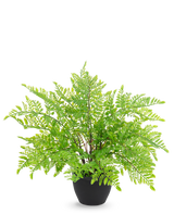 La fougère artificielle de 35 cm en pot décoratif noir présente des feuilles de fougère réalistes d'un vert clair comme une plume dans un pot décoratif noir élégant, sur un fond blanc élégant.