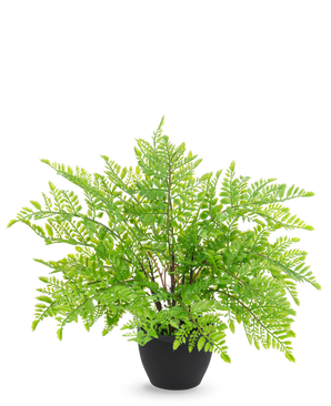 La fougère artificielle de 35 cm en pot décoratif noir présente des feuilles de fougère réalistes d'un vert clair comme une plume dans un pot décoratif noir élégant, sur un fond blanc élégant.