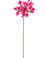 La Fleur Artificielle Agapanthe 77 cm rose possède une seule tige verte avec plusieurs bouquets de fleurs rose vif, chacune comportant plusieurs pétales, sur un fond blanc uni.