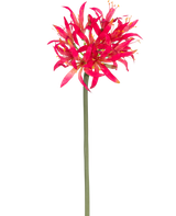 La Fleur Artificielle Nerine 70 cm fuchsia a une longue tige verte avec une grande grappe de fuchsia sur le dessus, des pétales vaporeux qui se détachent brillamment sur un fond blanc uni.