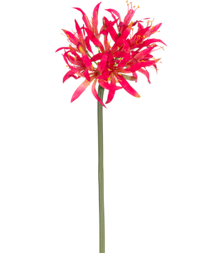 La Fleur Artificielle Nerine 70 cm fuchsia a une longue tige verte avec une grande grappe de fuchsia sur le dessus, des pétales vaporeux qui se détachent brillamment sur un fond blanc uni.