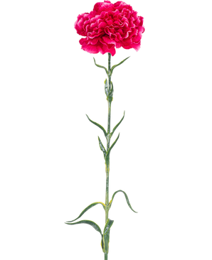 L'œillet de fleur artificielle 69 cm rose dur a un seul œillet rose vif avec des volants dans les pétales, une longue tige verte et des feuilles minces sur un fond blanc uni.