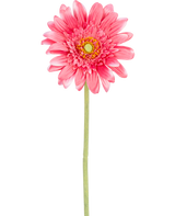 Une fleur de Gerbera artificielle de 55 cm rose, avec un noyau jaune et de l'acier vert, isolée sur fond blanc.