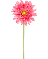 Gerbera artificiel 55 cm rose