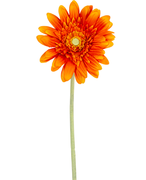 La Fleur Artificielle Gerbera 53 cm orange a un gerbera orange vif avec des pétales superposés et un cœur jaune, sur une longue tige verte sur un fond blanc uni.