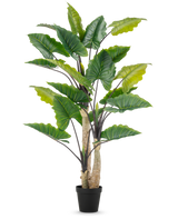 La Plante Artificielle Alocasia 240 cm est une grande plante artificielle avec de grandes feuilles vertes et plusieurs tiges dans un pot noir, sur un fond uni blanc.