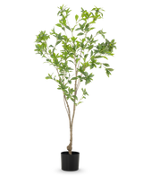 La plante artificielle Pieris Japonica 150 cm présente des branches fines et des feuilles vertes abondantes dans un simple pot noir, sur un fond blanc.