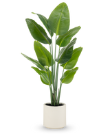 La plante artificielle Strelitzia Real Touch, de 150 cm de haut avec de larges feuilles vertes et de multiples tiges, est livrée prête à l'emploi dans un pot beige - une plante en pot réaliste idéale pour les espaces modernes.