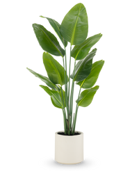 Plante artificielle Strelitzia Real Touch 150 cm prête à l'emploi dans pot beige