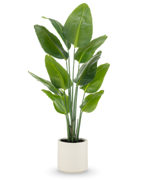 La plante artificielle Strelitzia Real Touch, de 150 cm de haut avec de larges feuilles vertes et de multiples tiges, est livrée prête à l'emploi dans un pot beige - une plante en pot réaliste idéale pour les espaces modernes.