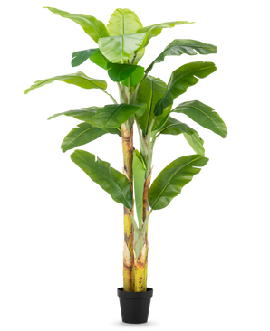 Le bananier artificiel de 230 cm a des tiges hautes et robustes avec de larges feuilles vertes, dans un simple pot noir sur fond blanc.