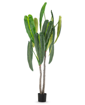 De Kunstplant Anthurium 210 cm heeft hoge, weelderige groene bladeren en twee bruine stelen in een kleine zwarte pot, tegen een eenvoudige witte achtergrond.