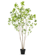 De Kunstplant Pieris Japonica 240 cm is een hoge kunstboom voor binnen met meerdere slanke stammen en weelderige groene bladeren, in een eenvoudige zwarte pot tegen een witte achtergrond.