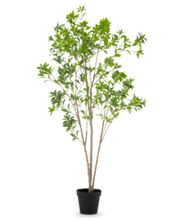 Plante artificielle Pieris Japonica 210 cm