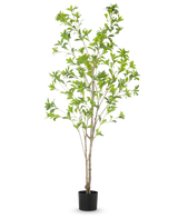 La Plante Artificielle Pieris Japonica 180 cm est un grand arbre artificiel en pot avec de multiples troncs bruns minces et des feuilles vertes luxuriantes sur un fond blanc uni.