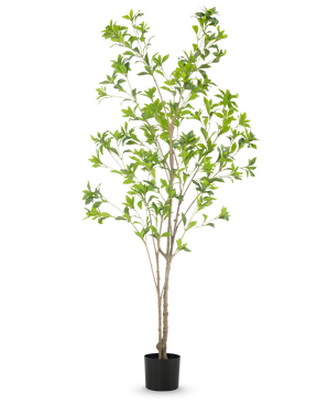 La Plante Artificielle Pieris Japonica 180 cm est un grand arbre artificiel en pot avec de multiples troncs bruns minces et des feuilles vertes luxuriantes sur un fond blanc uni.