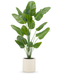 Plante artificielle Strelitzia Real Touch 180 cm prête à l'emploi dans pot beige