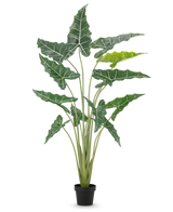 La Plante Artificielle Alocasia 160 cm est une plante artificielle en pot avec de longues tiges dressées et de grandes feuilles vert foncé avec des nervures blanches frappantes, sur un fond blanc uni.