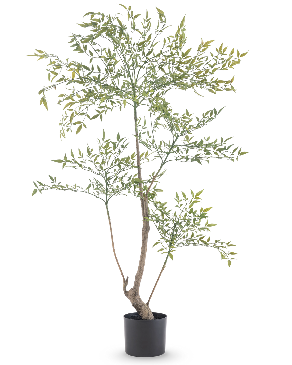 Le Ruscus artificiel 120 cm est une plante artificielle haute et élancée avec de longues branches fines avec de nombreuses petites feuilles vertes. Il se tient dans un simple pot noir et apporte une verdure réaliste à n'importe quelle pièce sans avoir besoin d'entretien.
