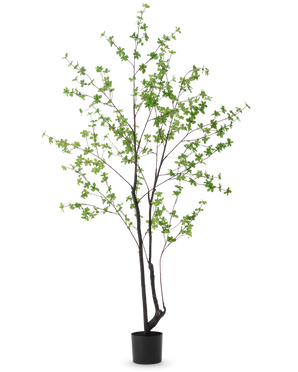 La plante artificielle Enkianthus 210 cm présente un design haut et élancé avec des tiges et des branches sombres décorées de petites feuilles vert clair, sur un fond blanc uni.