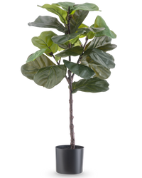 Ficus Tobacco Plant Deluxe 90 cm