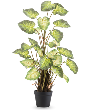 La plante artificielle Alocasia Odora 90 cm possède de grandes feuilles vertes en forme de cœur et de multiples tiges dans un simple pot noir, sur un fond blanc uni.