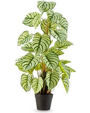La Plante Artificielle Anthurium 90 cm vert est une plante artificielle en pot avec de grandes feuilles ovales rayées vert-blanc, debout dans un pot noir sur un fond uni blanc.