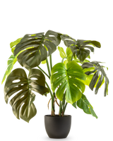 Le Monstera artificiel de 50 cm présente de grandes feuilles vertes brillantes avec des fissures et des trous naturels, présentées dans un pot sur un fond blanc uni.