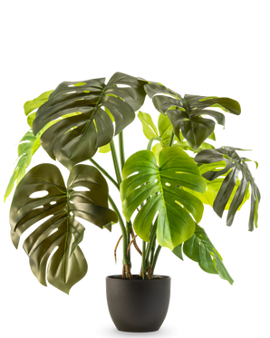 Le Monstera artificiel de 50 cm présente de grandes feuilles vertes brillantes avec des fissures et des trous naturels, présentées dans un pot sur un fond blanc uni.