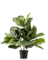 Le plant de tabac artificiel Fiddle Leaf UV 45 cm présente de grandes feuilles vertes brillantes et des tiges épaisses dans un pot en plastique noir, sur un fond blanc uni.
