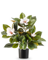 La plante Magnolia artificielle en pot de 46 cm est une plante nécessitant peu d'entretien avec de grandes feuilles vertes brillantes et trois fleurs rose clair au cœur jaune, dans un simple pot noir sur fond blanc.