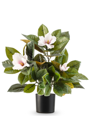 La plante Magnolia artificielle en pot de 46 cm est une plante nécessitant peu d'entretien avec de grandes feuilles vertes brillantes et trois fleurs rose clair au cœur jaune, dans un simple pot noir sur fond blanc.