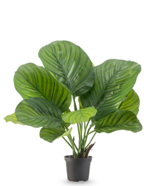 La plante artificielle Calathea 46 cm est une plante en pot avec de grandes feuilles vertes larges qui présentent de frappantes rayures vert clair et vert foncé, représentées sur un fond blanc uni.