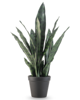 La plante artificielle Sansevieria Zeylanica 44 cm possède de longues feuilles vertes dressées aux motifs colorés, présentées dans un simple pot noir sur un fond blanc uni.