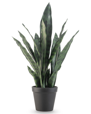 La plante artificielle Sansevieria Zeylanica 44 cm possède de longues feuilles vertes dressées aux motifs colorés, présentées dans un simple pot noir sur un fond blanc uni.