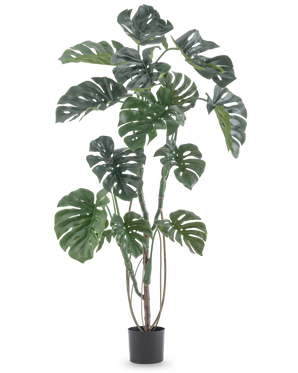 La Plante Artificielle Monstera 150 cm est une grande plante artificielle avec de grandes feuilles vertes fendues dans un simple pot noir, sur un fond blanc uni.