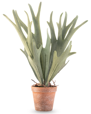 La fougère artificielle Staghorn 43 cm a des feuilles vertes réalistes en forme de bois dans un petit pot en terre cuite sur fond blanc.